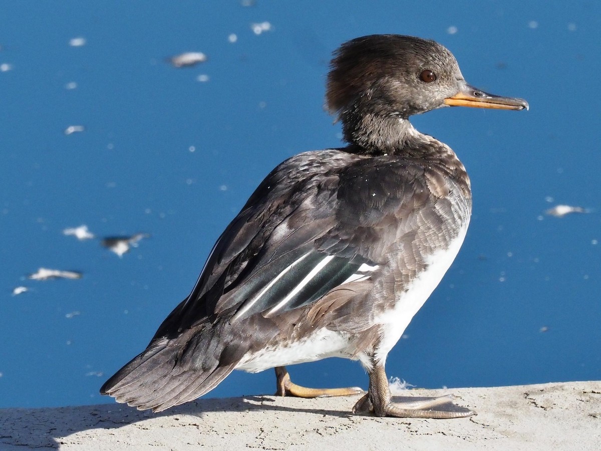 Hooded Merganser - ML495423151