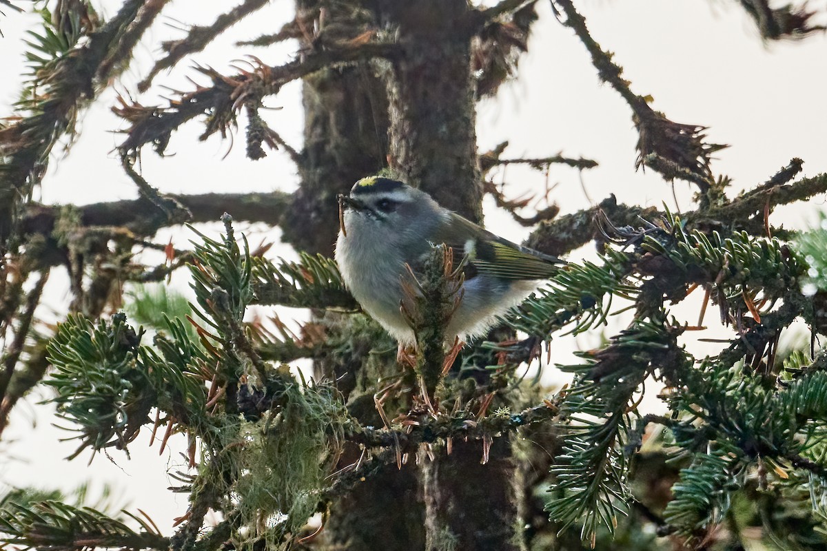 Roitelet à couronne dorée - ML495424461