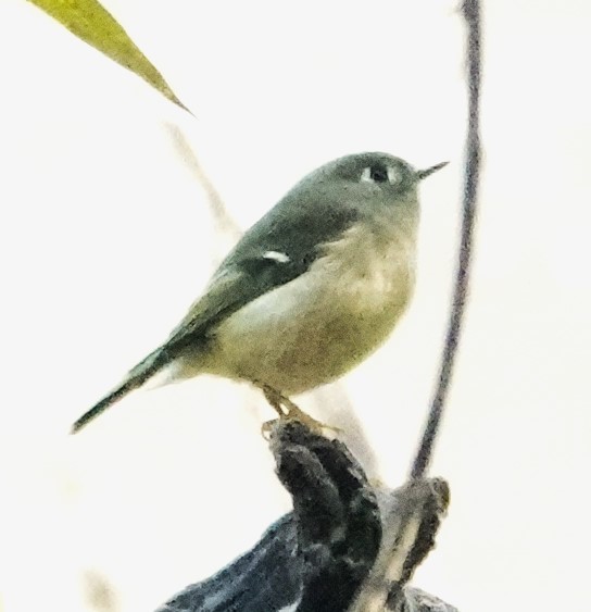 Ruby-crowned Kinglet - ML495424491