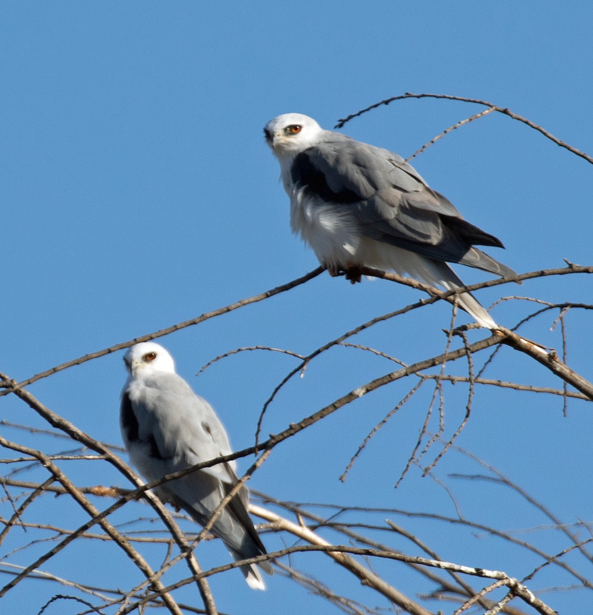 White-tailed Kite - ML495425211