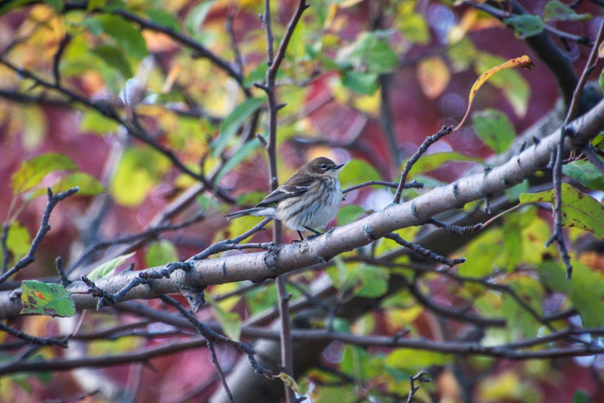 Yellow-rumped Warbler - ML495425961