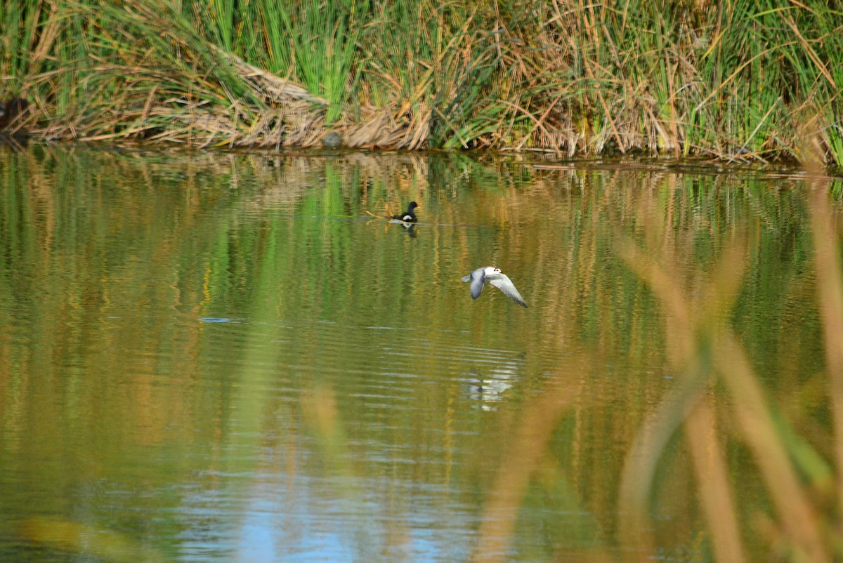 White-winged Tern - Paulo Narciso