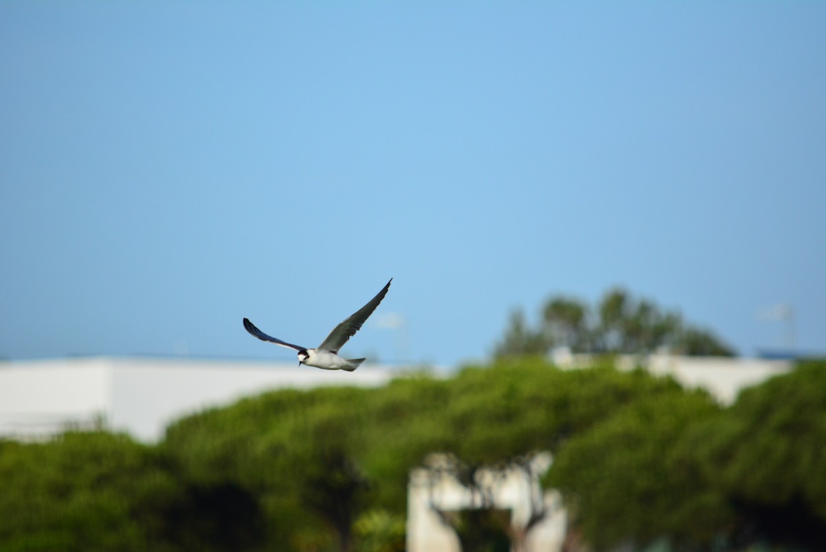 White-winged Tern - Paulo Narciso