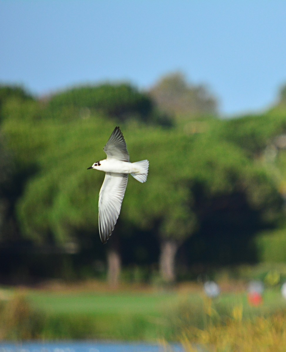 White-winged Tern - Paulo Narciso