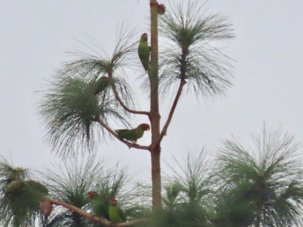 Red-masked Parakeet - ML495430141