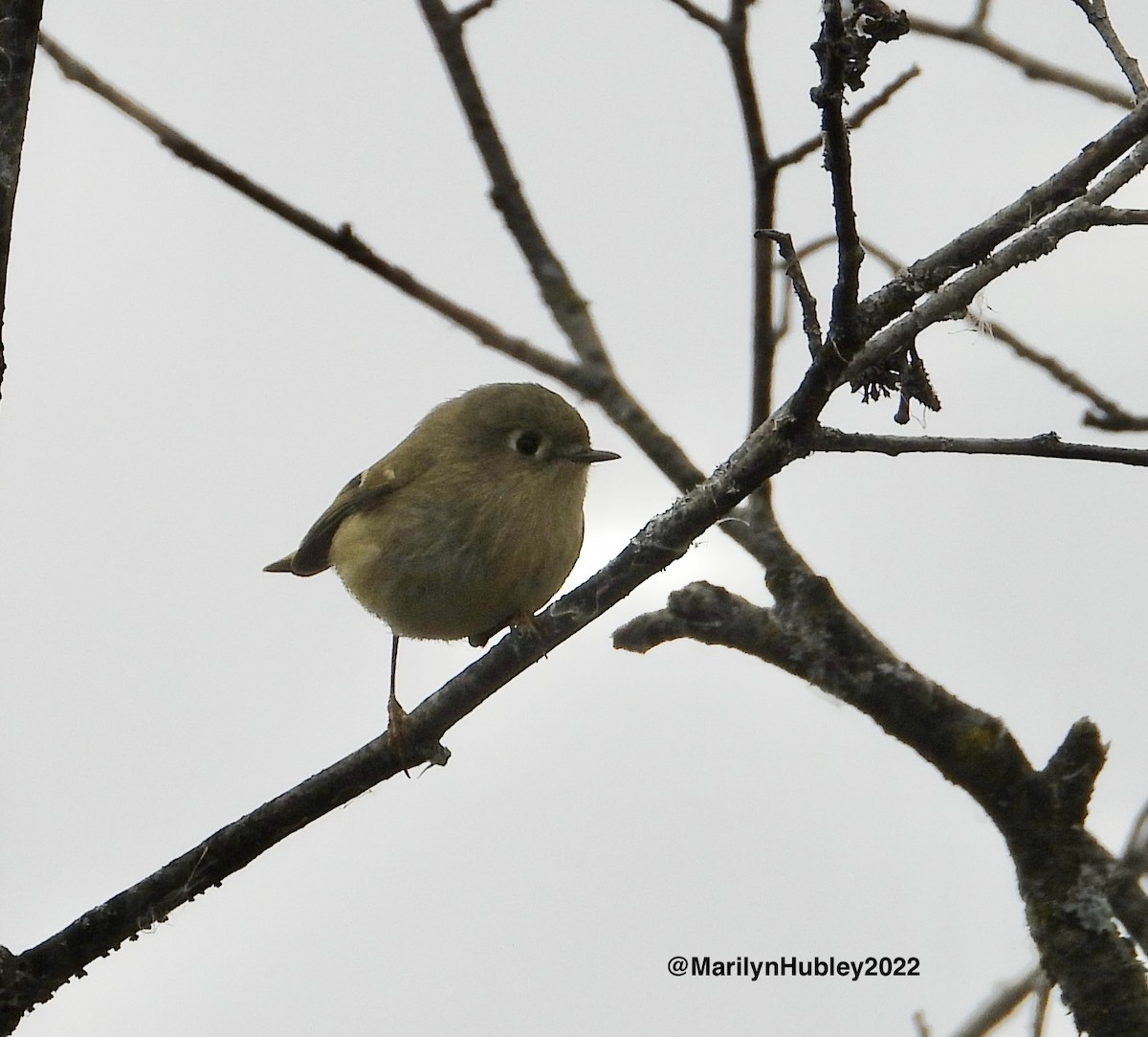 Ruby-crowned Kinglet - Marilyn Hubley