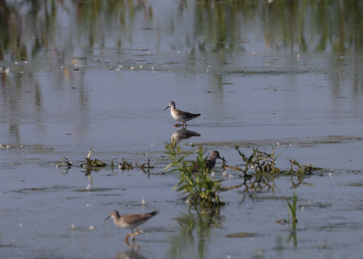 Wilson's Phalarope - ML495432051