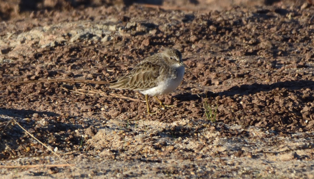 Least Sandpiper - ML495432201