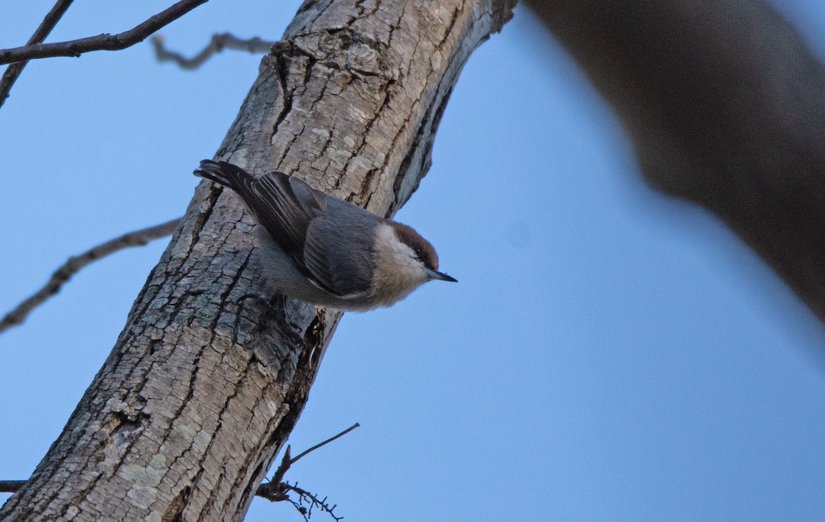 Brown-headed Nuthatch - ML495432491