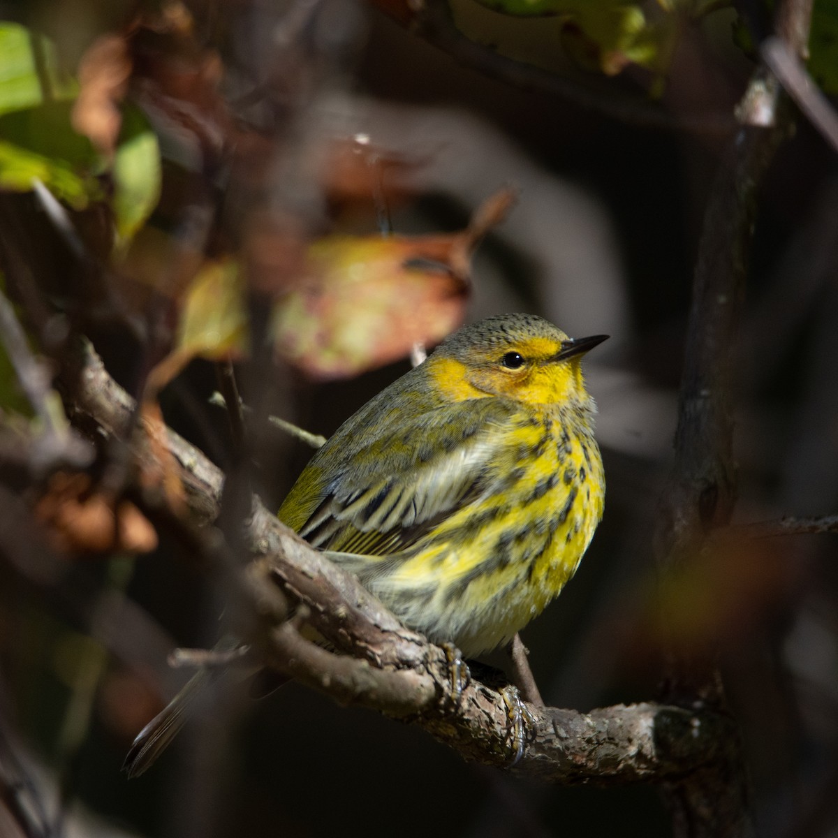 Cape May Warbler - ML495433601