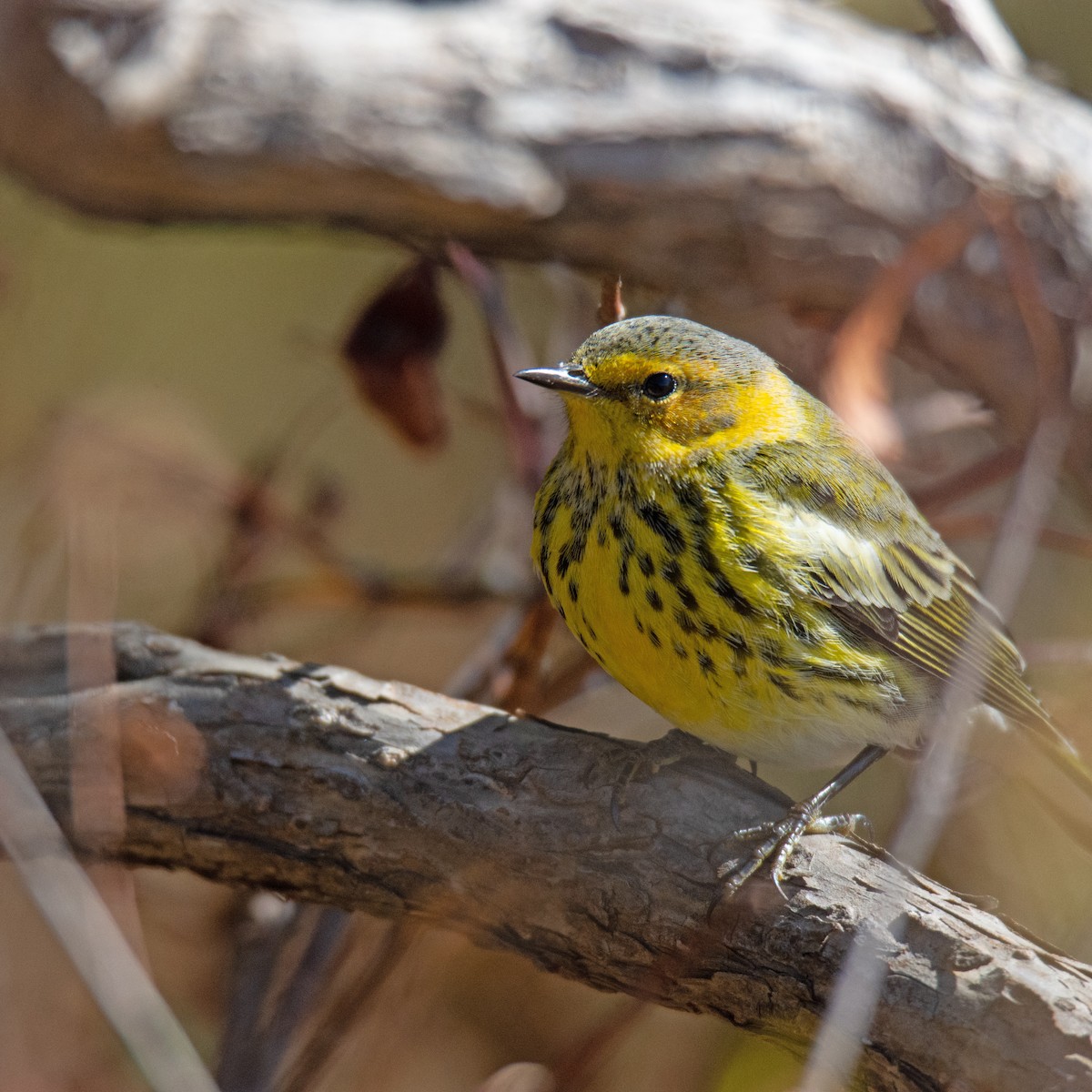 Cape May Warbler - ML495433611