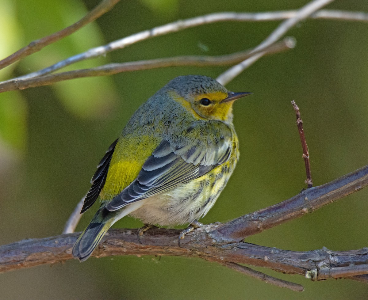 Cape May Warbler - ML495433641