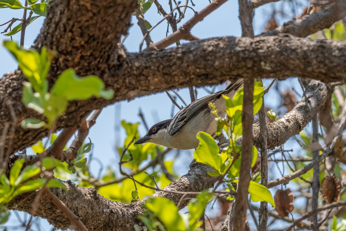 Black-backed Puffback - ML495433911