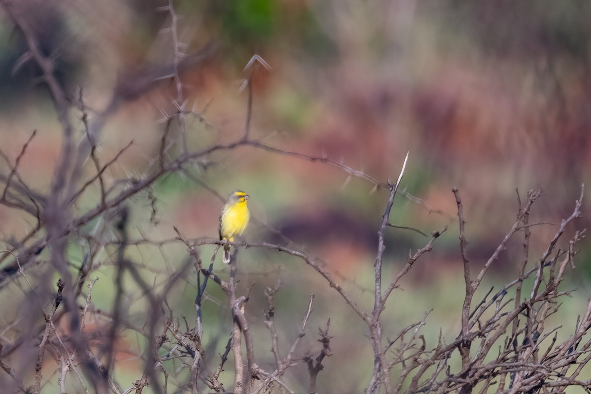 Yellow-fronted Canary - ML495434011