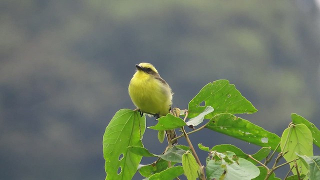 Lemon-browed Flycatcher - ML495434191