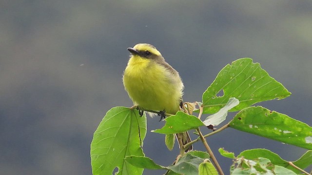 Lemon-browed Flycatcher - ML495435031