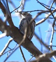 Black-and-white Warbler - ML49543621