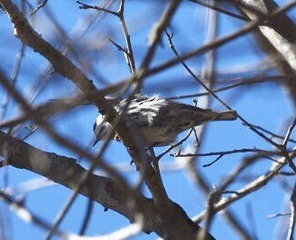 Black-and-white Warbler - ML49543631