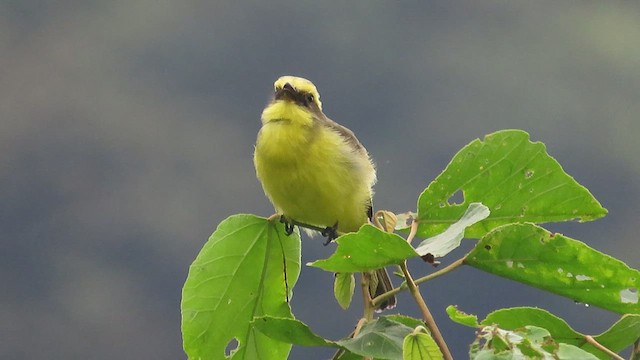 Lemon-browed Flycatcher - ML495436311