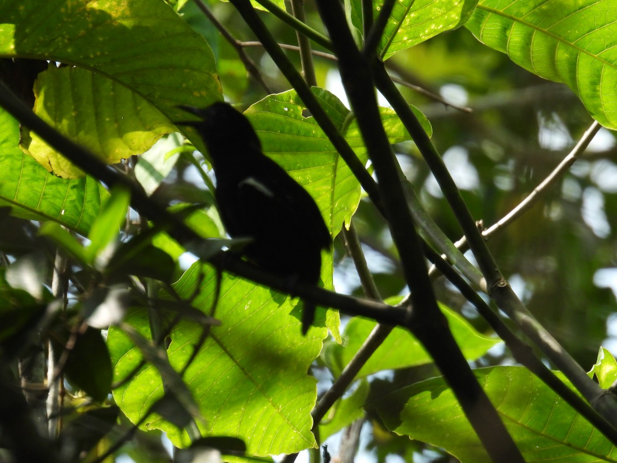 White-shouldered Antbird - ML495438371