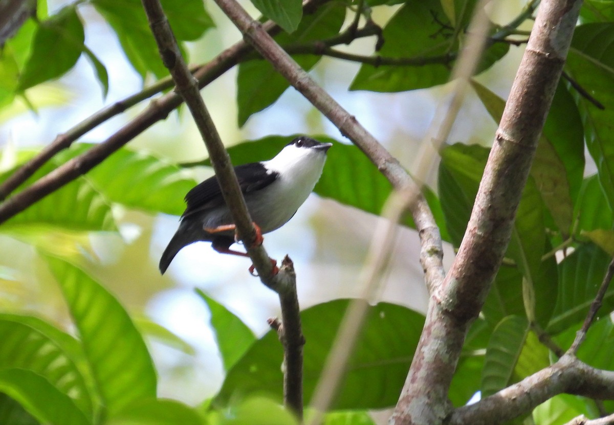 White-bearded Manakin - ML495438681