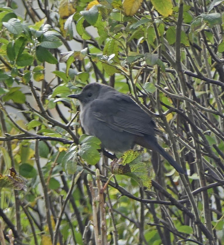 Gray Catbird - ML495438821