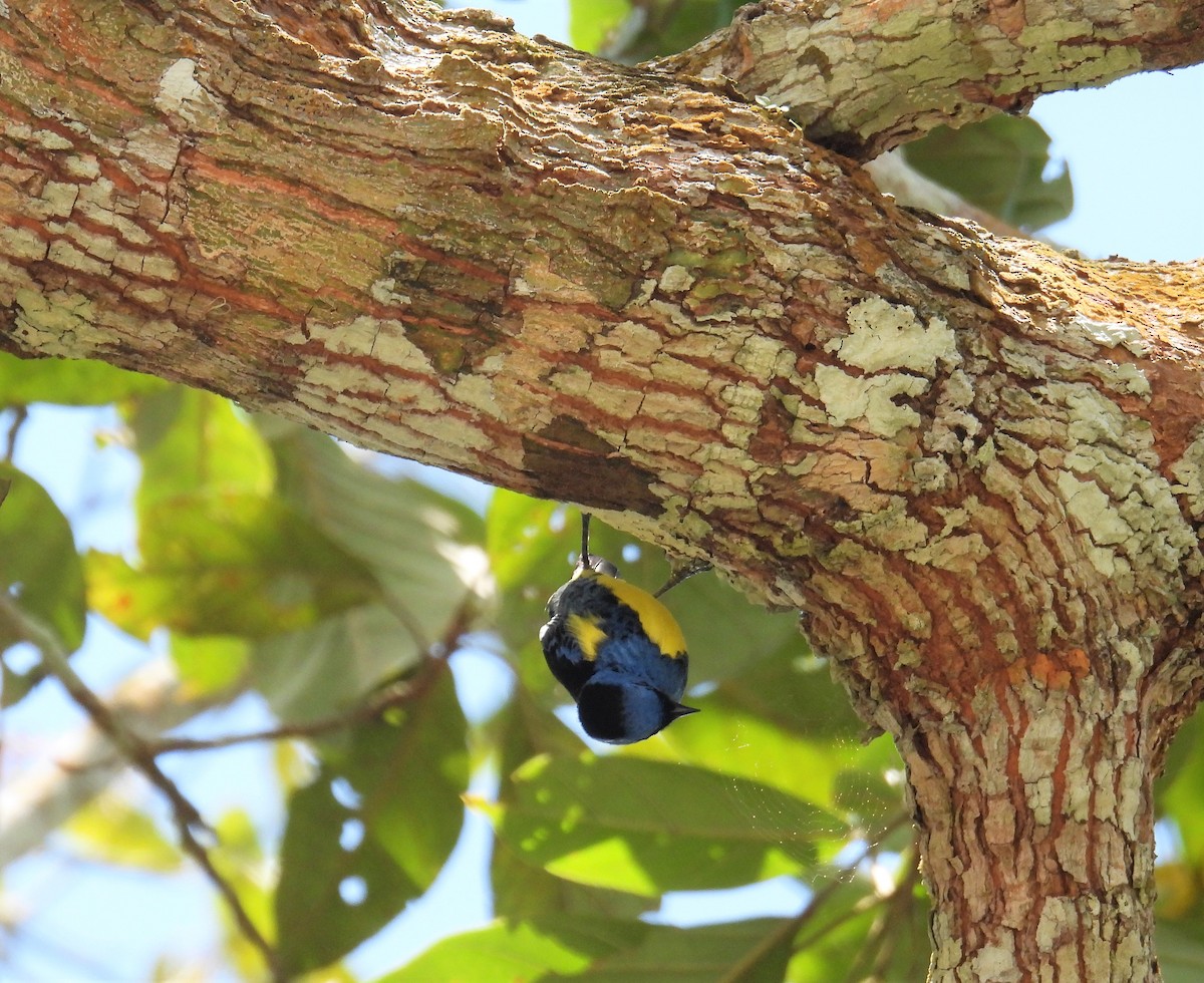 Turquoise Tanager - ML495438911