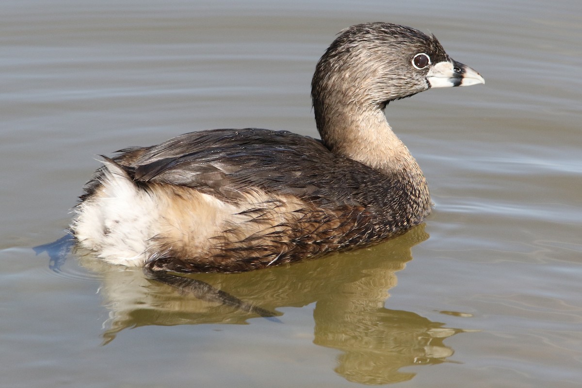 Pied-billed Grebe - ML49543941