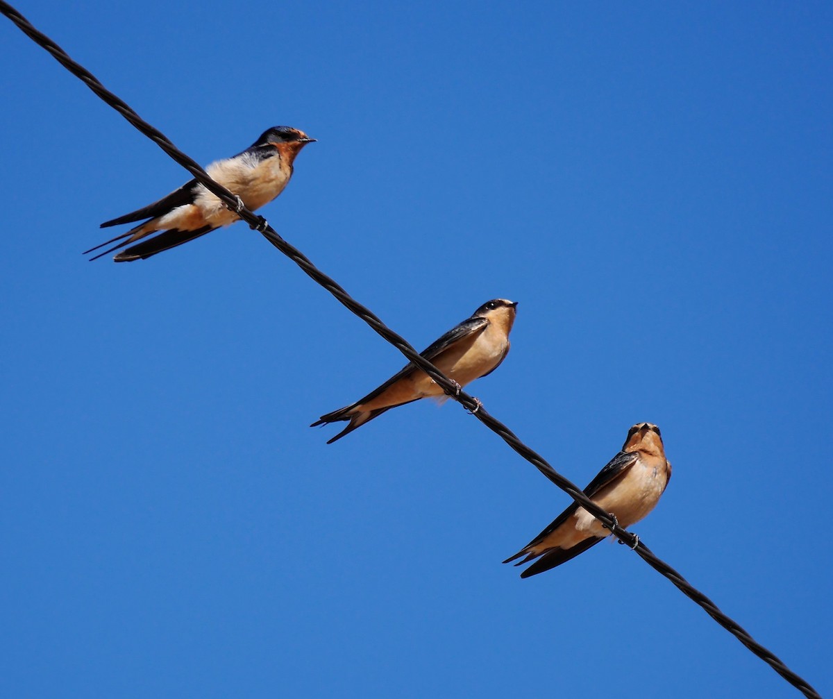 Barn Swallow - ML495441611