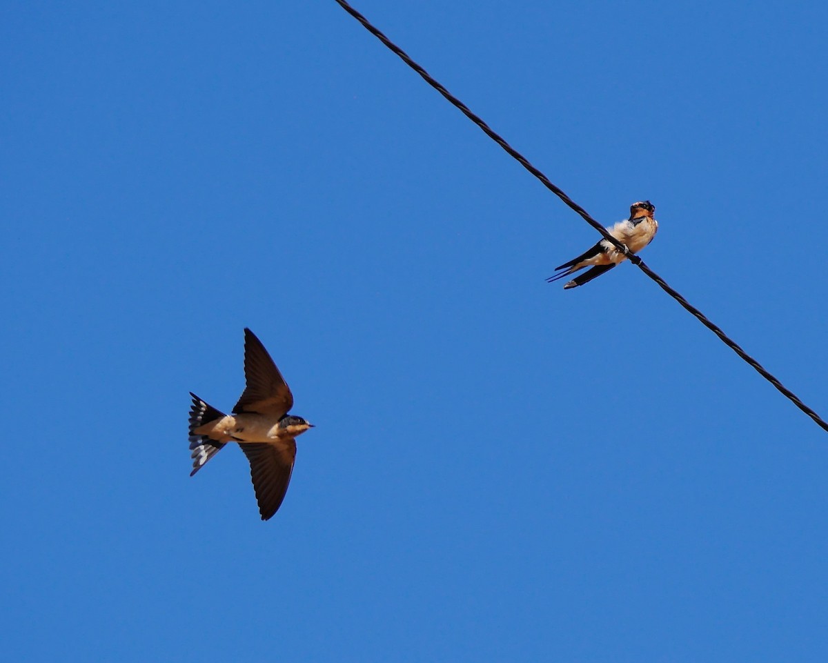 Barn Swallow - ML495441631