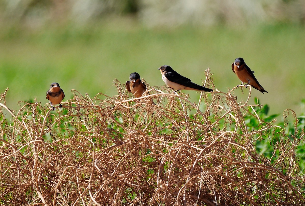 Barn Swallow - ML495441651