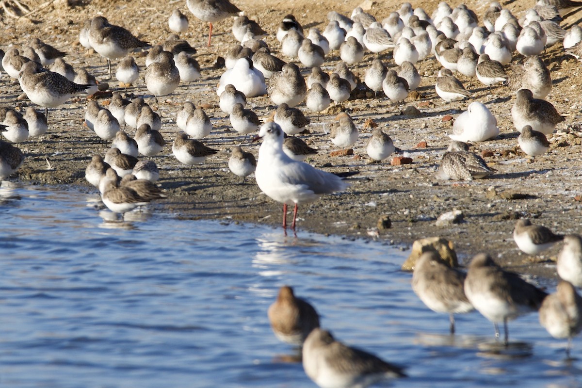 Mediterranean Gull - Ian Jarvie