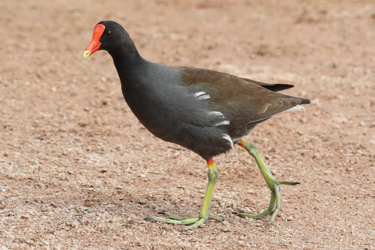 Common Gallinule - Louis Hoeniger