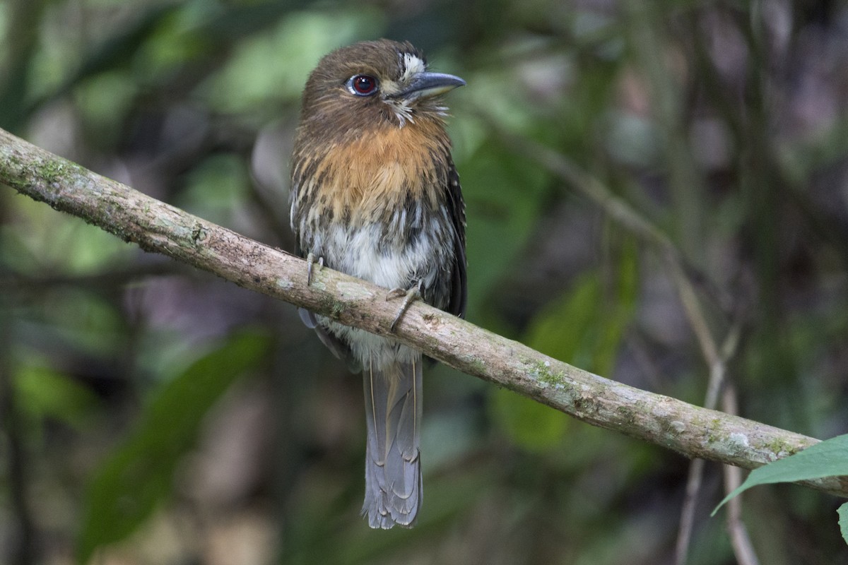 Moustached Puffbird - Oswaldo Hernández Sánchez