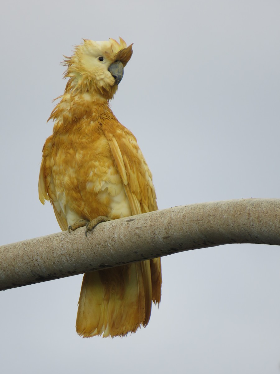Sulphur-crested Cockatoo - ML495446741