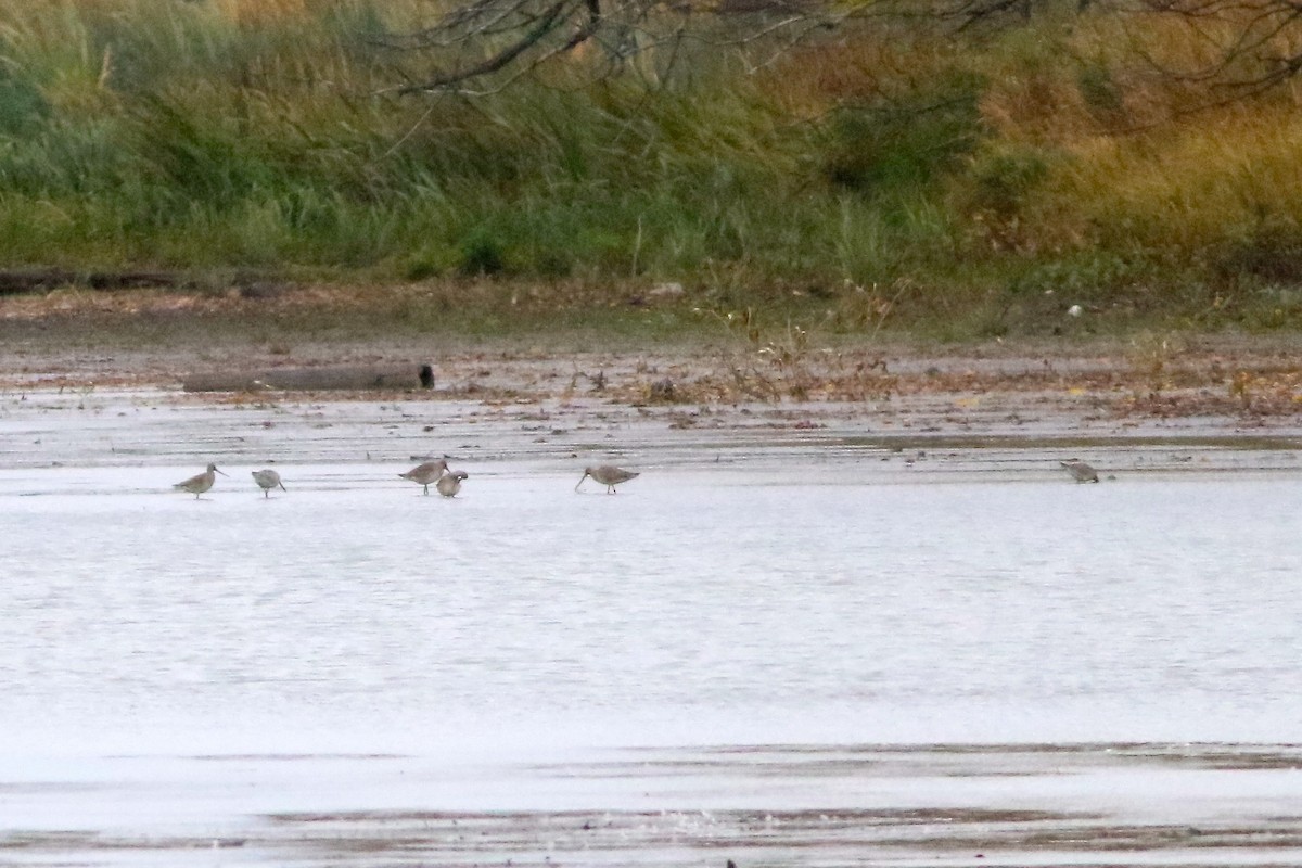 Hudsonian Godwit - ML495446801