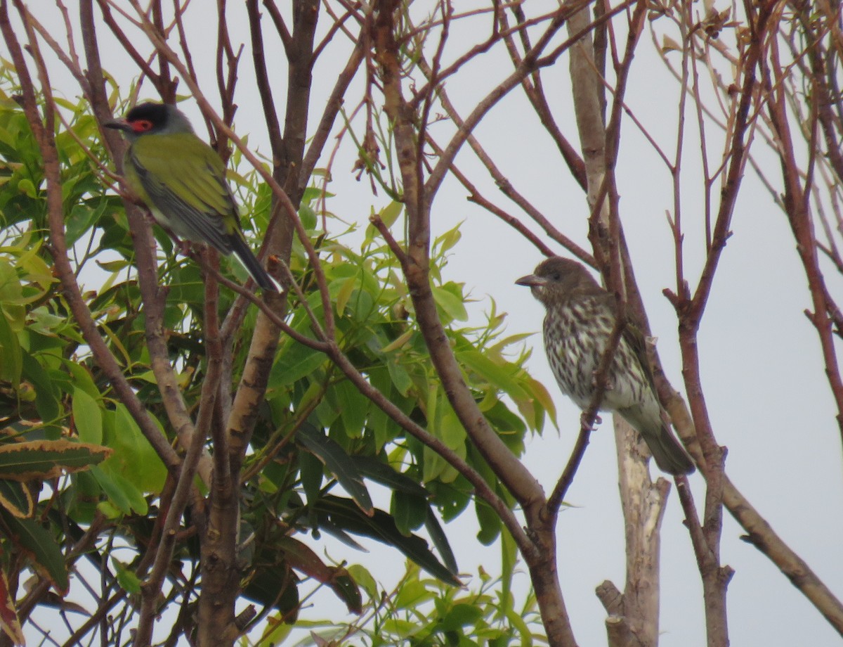 Australasian Figbird - ML495447091
