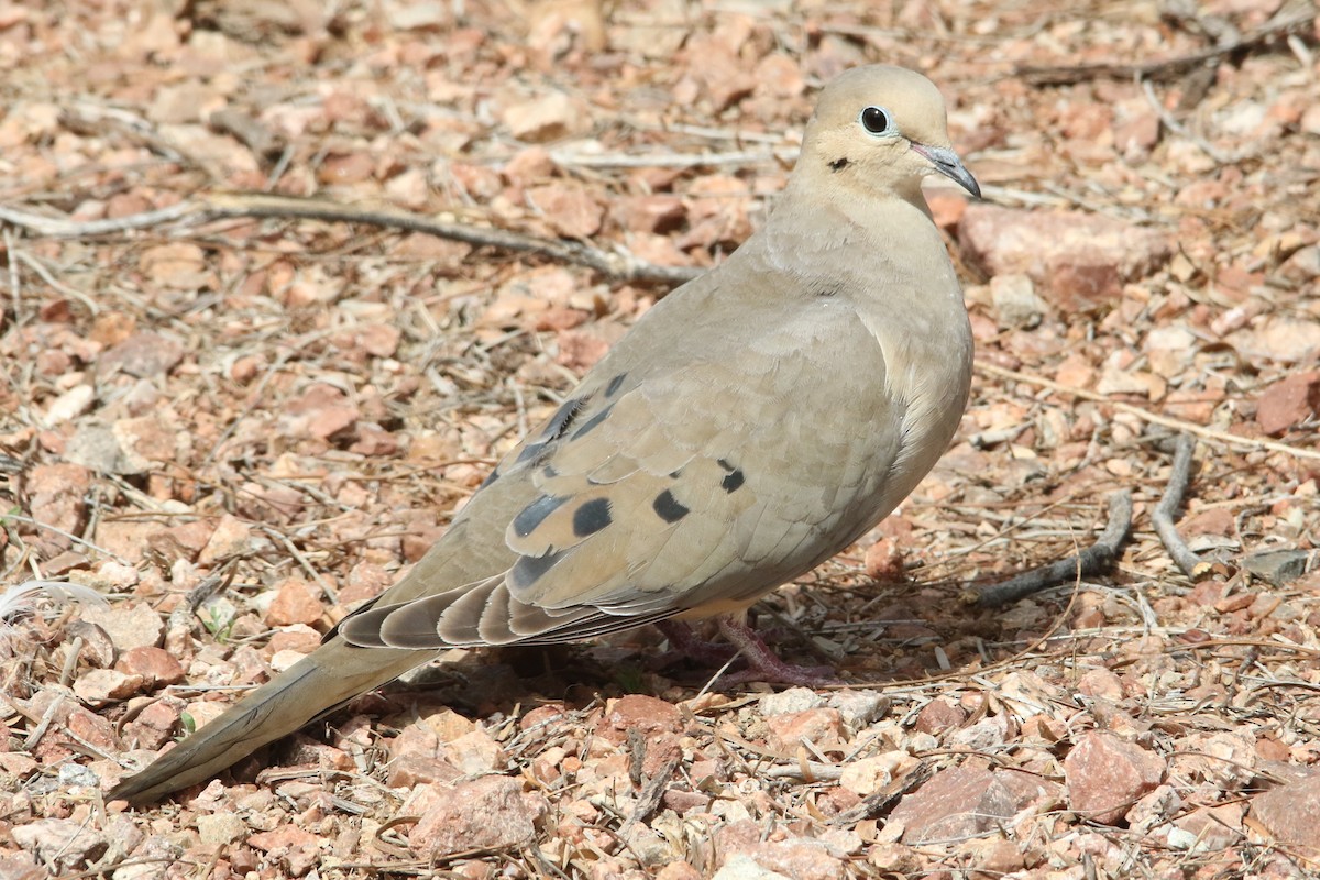 Mourning Dove - ML49544741