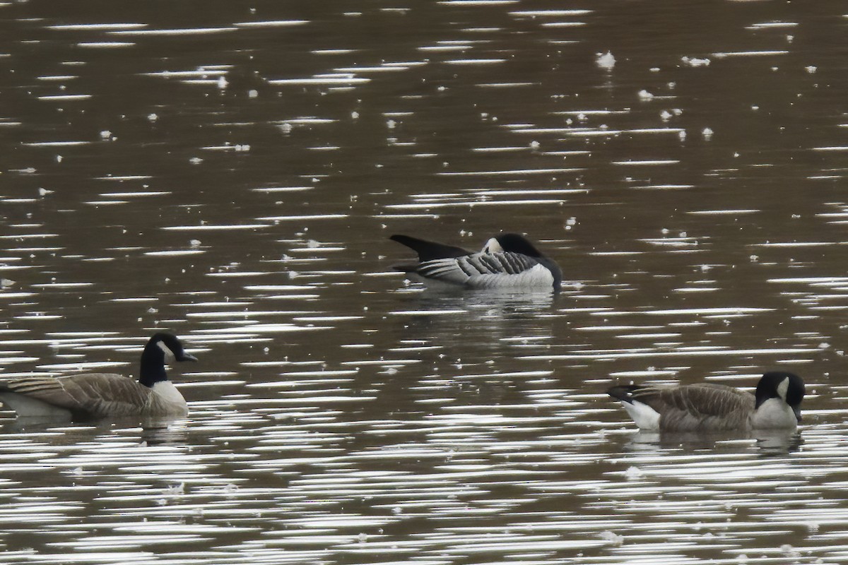 Barnacle Goose - Michel Letendre