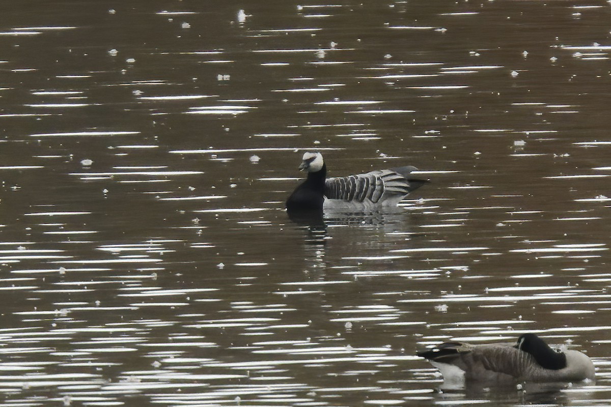 Barnacle Goose - ML495447531