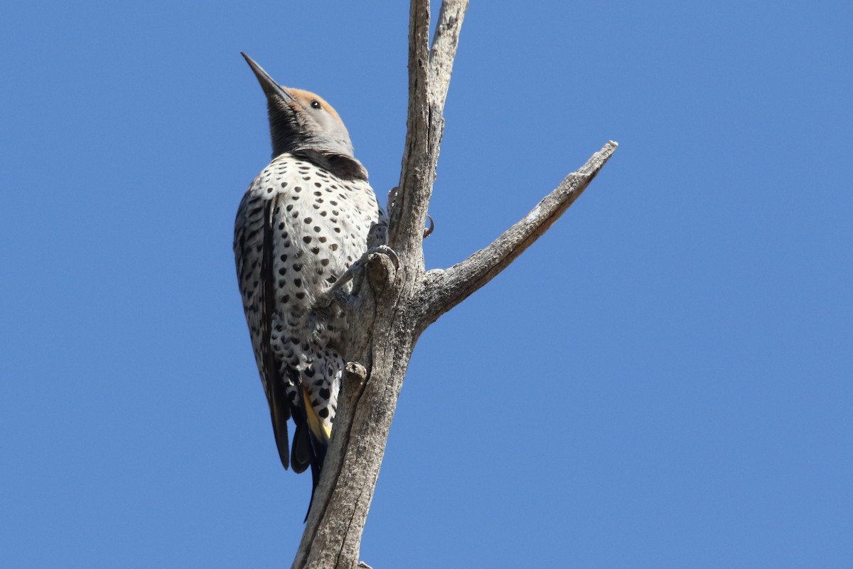 Gilded Flicker - ML49544841