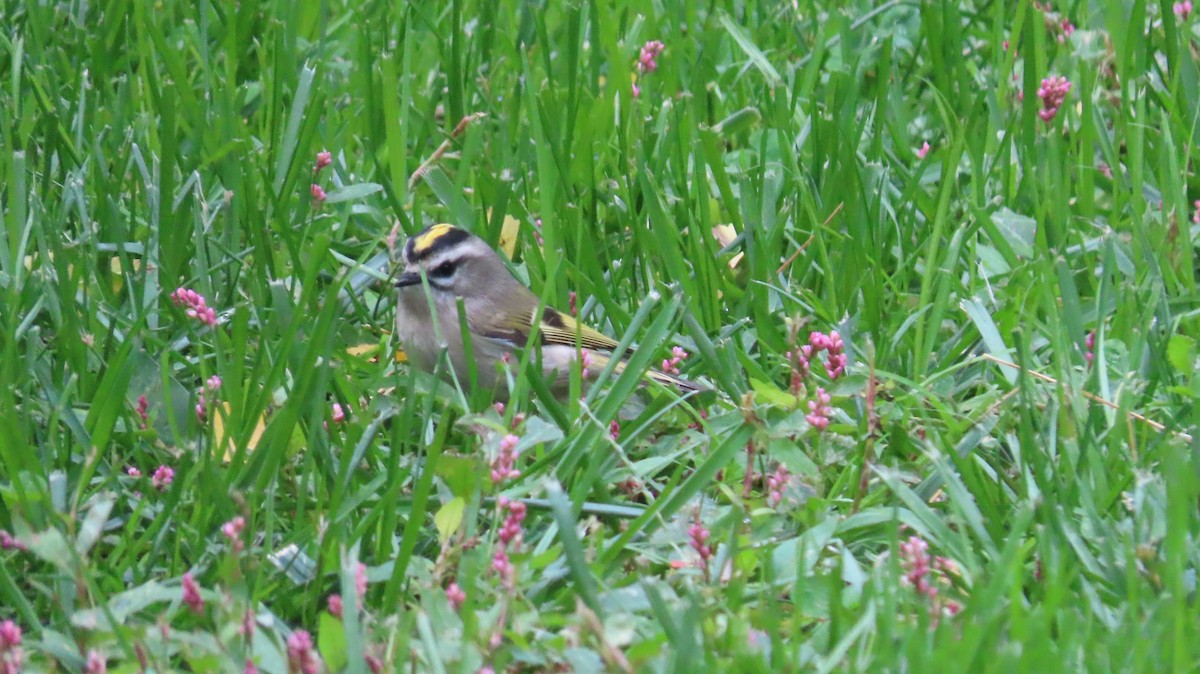 Roitelet à couronne dorée - ML495449701