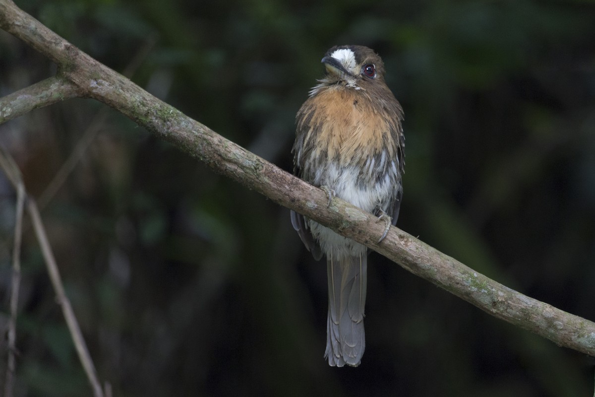 Moustached Puffbird - ML495450361