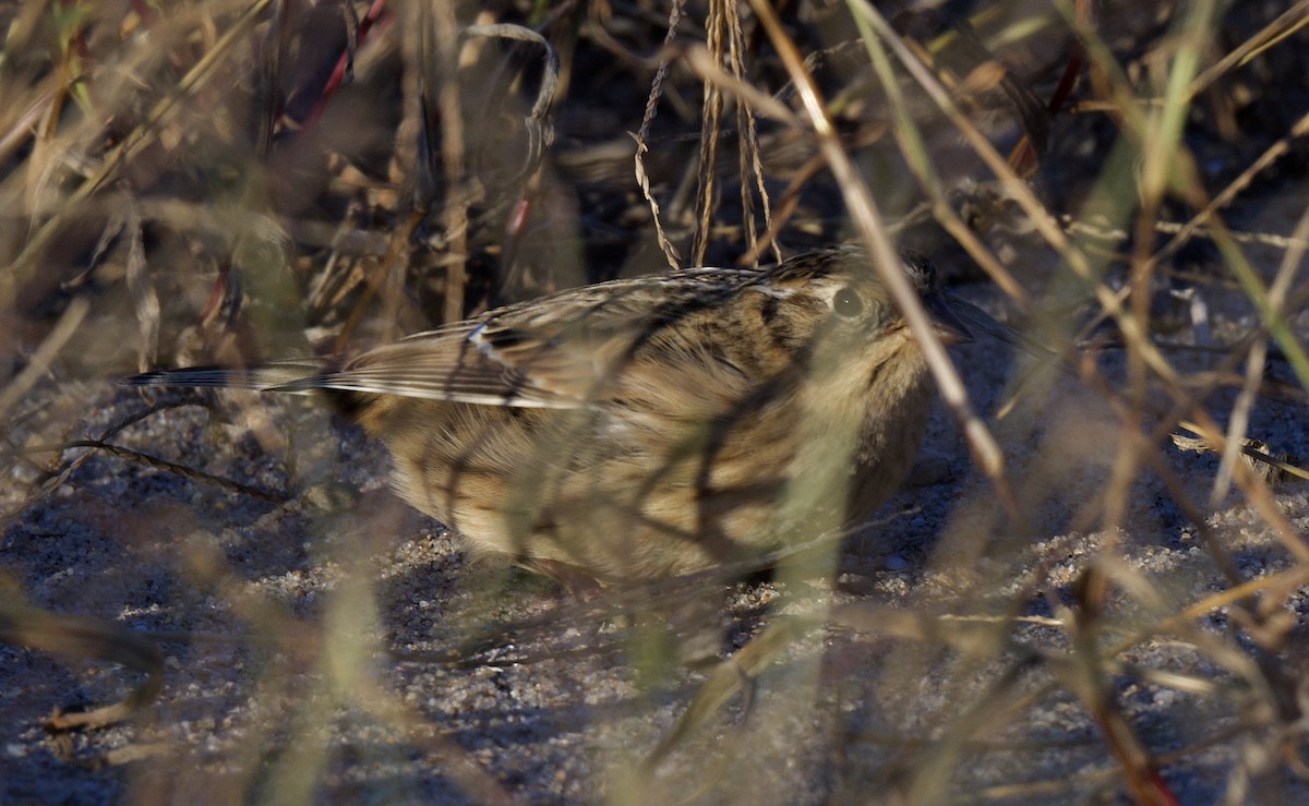 Smith's Longspur - ML495450751