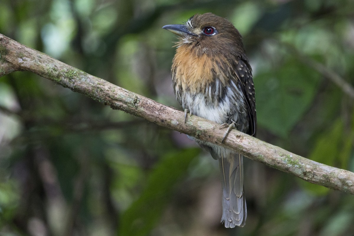 Moustached Puffbird - Oswaldo Hernández Sánchez