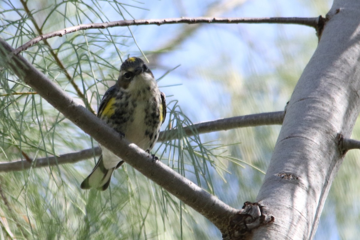 Yellow-rumped Warbler (Myrtle) - ML49545441