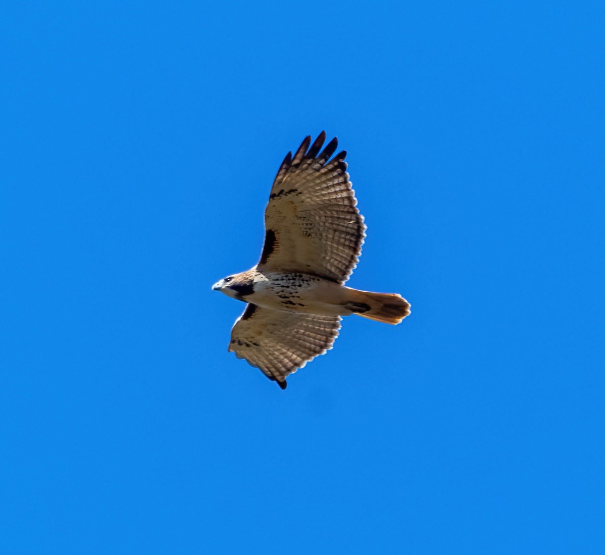 Red-tailed Hawk - ML495455461
