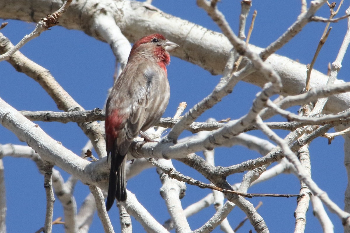 House Finch - ML49545671