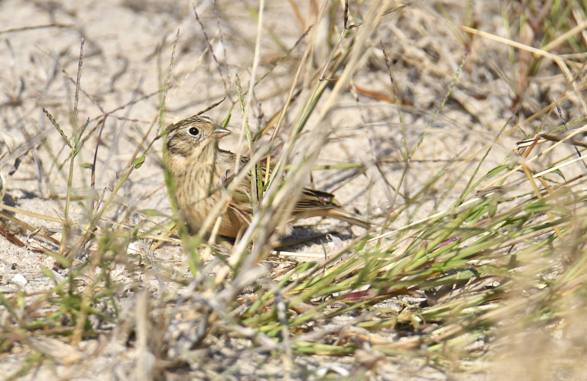 Smith's Longspur - ML495457851