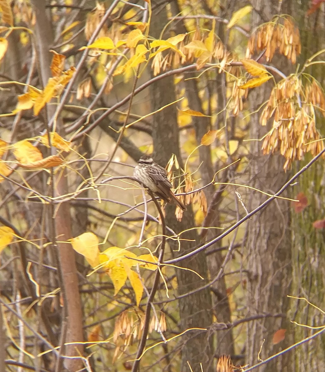 Variegated Flycatcher - ML495458491
